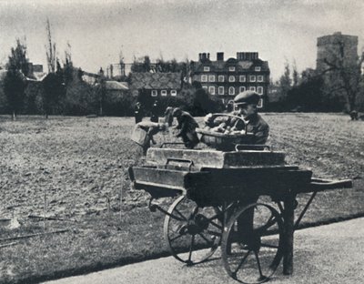 Burgonya a Kew Gardensben, 1941 alkotó: Cecil Beaton