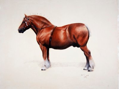 Egy bajnok Suffolk Punch (pasztell papíron) alkotó: Cecil Charles Windsor Aldin