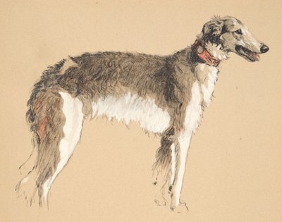 Borzoi, 1930, Illusztrációk a Csak a barátok között című vázlatkönyvéből, később kiadta az Eyre and Spottiswoode Limited, 1934 (kréta és faszén papíron) alkotó: Cecil Charles Windsor Aldin