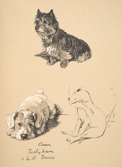 Cairn, Sealyham és Bull Terrier, 1930, Illusztrációk a vázlatfüzetéből, amelyet a Csak a barátok között, Aldin, Cecil Charles Windsor (1870-1935) című könyvében használtak, később kiadta: Eyre and Spottiswoode Limited, 1934 alkotó: Cecil Charles Windsor Aldin