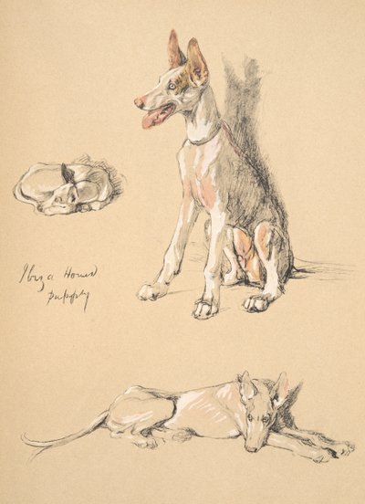 Ibiza Hound Puppy, 1930, Illusztrációk a vázlatfüzetéből, a Csak a barátok között, Aldin, Cecil Charles Windsor (1870-1935), később kiadó: Eyre and Spottiswoode Limited, 1934, Chalk and Ch alkotó: Cecil Charles Windsor Aldin
