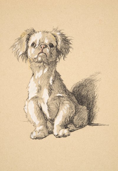 Peke, 1930, Illusztrációk a vázlatfüzetéből, amelyet a Csak a barátok között, Aldin, Cecil Charles Windsor (1870-1935) számára használt, később kiadta: Eyre and Spottiswoode Limited, 1934, Kréta és faszén papíron alkotó: Cecil Charles Windsor Aldin
