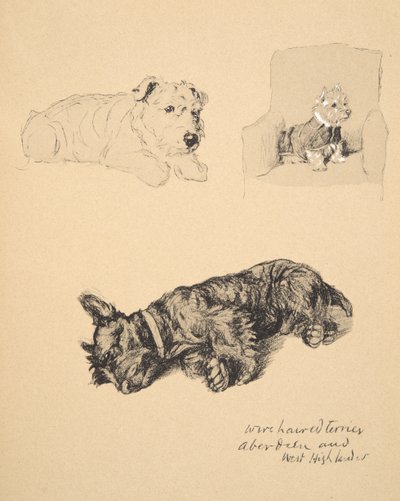 Drótszőrű terrier, Aberdeen és West Highlander, 1930, Illusztrációk a vázlatfüzetéből, amelyet a Csak a barátok között, Aldin, Cecil Charles Windsor (1870-1935) című könyvéhez használtak, később kiadta: Eyre és Spottiswood alkotó: Cecil Charles Windsor Aldin