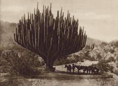 Mexikó: Candelero alakú kaktusz, Oaxaca (f/w fotó) alkotó: Cecile Seler Sachs