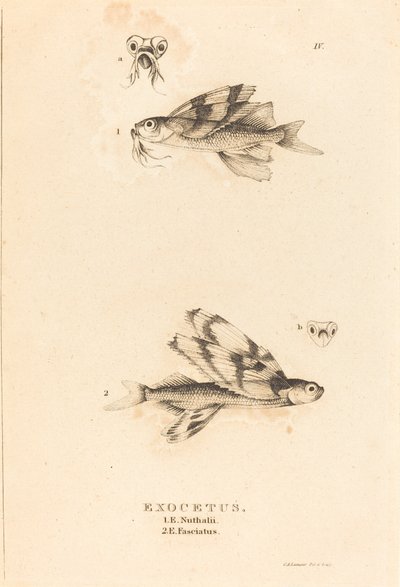 Exocetus alkotó: Charles Alexandre Lesueur