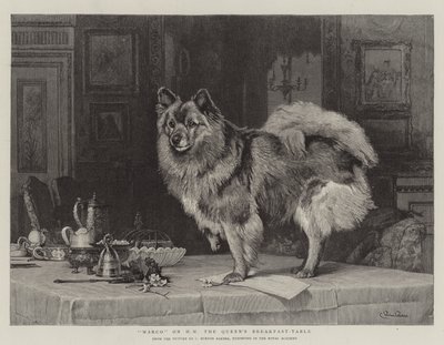 Marco a királynő reggelizőasztalán alkotó: Charles Burton
