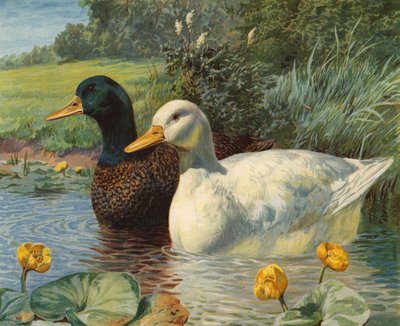Kacsák (chromolitho) alkotó: Charles Collins