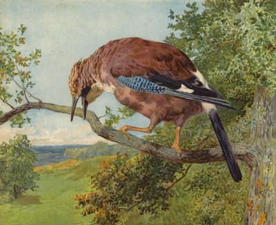 eurázsiai szajkó (chromolitho) alkotó: Charles Collins