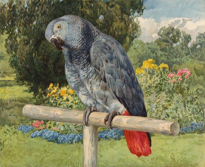 Szürke papagáj (chromolitho) alkotó: Charles Collins