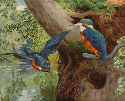 jégmadár (chromolitho) alkotó: Charles Collins