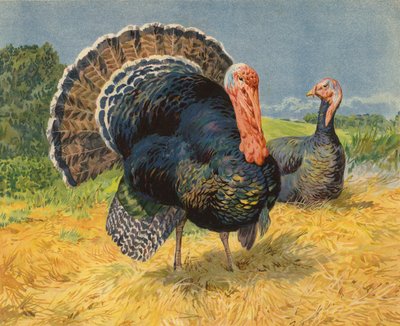 Pulyka (chromolitho) alkotó: Charles Collins
