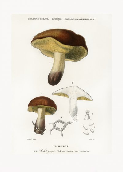 Gomba (Boletus circinans) alkotó: Charles Dessalines D