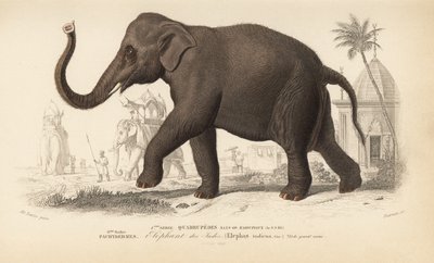 Indiai elefánt, Charles D