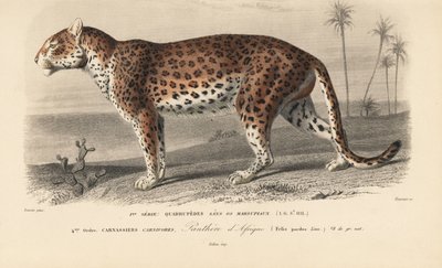 Leopárd, Charles D