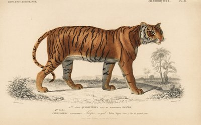 Királytigris, Charles D