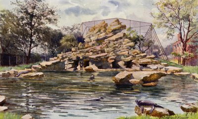Londoni Állatkert: Oroszlánfókák tava (színes litho) alkotó: Charles Edwin Flower