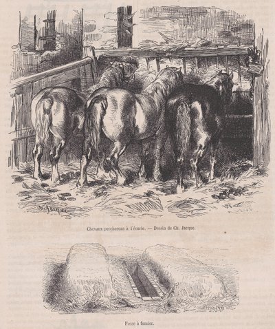 Percheron lovak az istállóban, trágya gödör, Magasin Pittoresque-ből, kb. 1852., kb. 1852. alkotó: Charles Emile Jacque