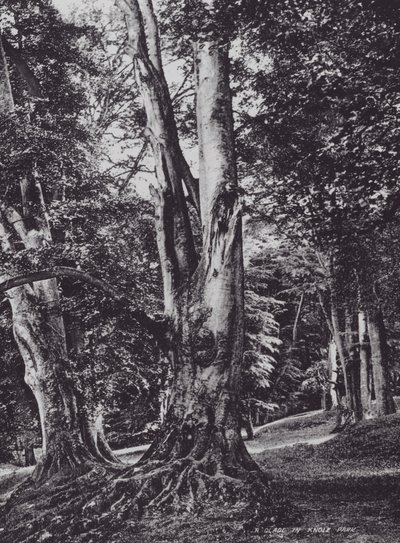 Egy Glade a Knole Parkban (f/w fotó) alkotó: Charles Essenhigh Corke