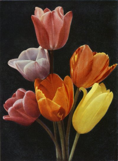 Május virágzó tulipánok (színes fotó) alkotó: Charles Essenhigh Corke