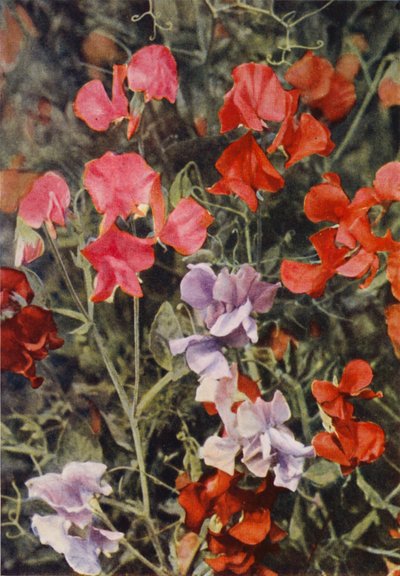 Néhány modern édes borsó (színes fotó) alkotó: Charles Essenhigh Corke