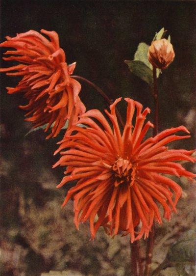 The Cactus Dahlia "Brisbane" (színes fotó) alkotó: Charles Essenhigh Corke