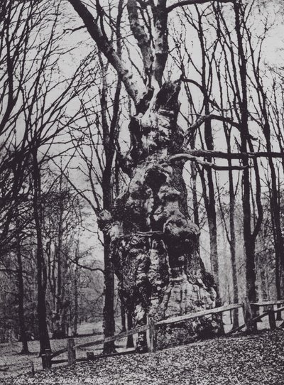 The Old Oak, Knole Park (f/w fotó) alkotó: Charles Essenhigh Corke