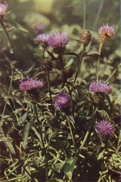 Vadvirágok: Black Knapweed (színes fotó) alkotó: Charles Essenhigh Corke