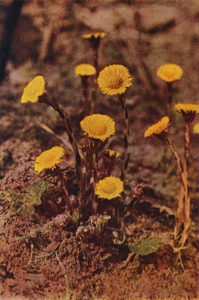 Vadvirágok: Coltsfoot (színes fotó) alkotó: Charles Essenhigh Corke
