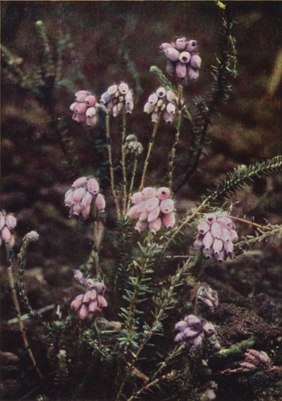 Vadvirágok: Cross-Leaved Heath (színes fotó) alkotó: Charles Essenhigh Corke