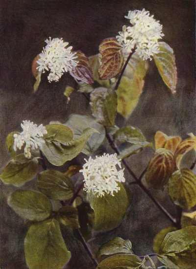 Vadvirágok: Dogwood (színes fotó) alkotó: Charles Essenhigh Corke