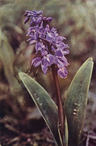 Vadvirágok: korai lila orchidea (színes fotó) alkotó: Charles Essenhigh Corke