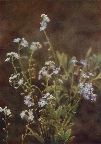 Vadvirágok: Forget-Me-Not (színes fotó) alkotó: Charles Essenhigh Corke