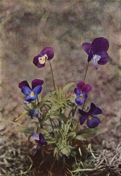 Vadvirágok: Heartsease (színes fotó) alkotó: Charles Essenhigh Corke