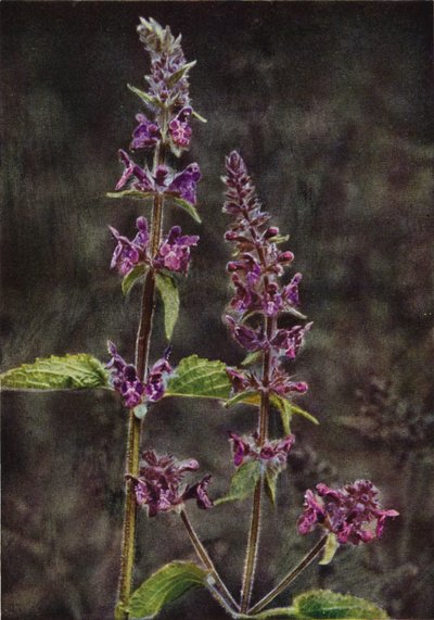 Vadvirágok: Hedge Stachys (színes fotó) alkotó: Charles Essenhigh Corke