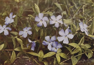 Vadvirágok: Lesser Periwinkle (színes fotó) alkotó: Charles Essenhigh Corke