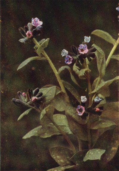 Vadvirágok: Lungwort (színes fotó) alkotó: Charles Essenhigh Corke