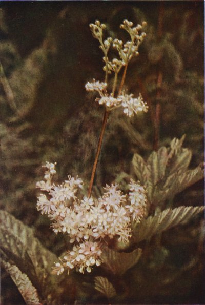 Vadvirágok: Meadow-Sweet (színes fotó) alkotó: Charles Essenhigh Corke