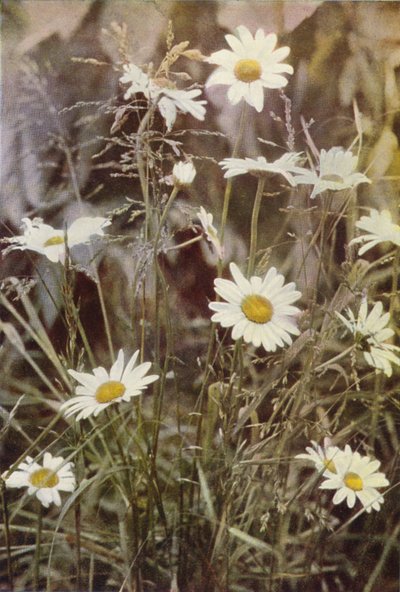 Vadvirágok: Ox-Eye Daisy (színes fotó) alkotó: Charles Essenhigh Corke