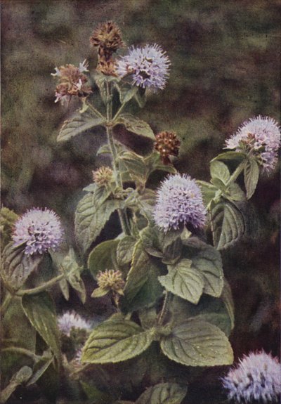 Vadvirágok: borsmenta (színes fotó) alkotó: Charles Essenhigh Corke