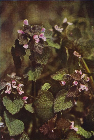 Vadvirágok: Red Dead Nettle (színes fotó) alkotó: Charles Essenhigh Corke