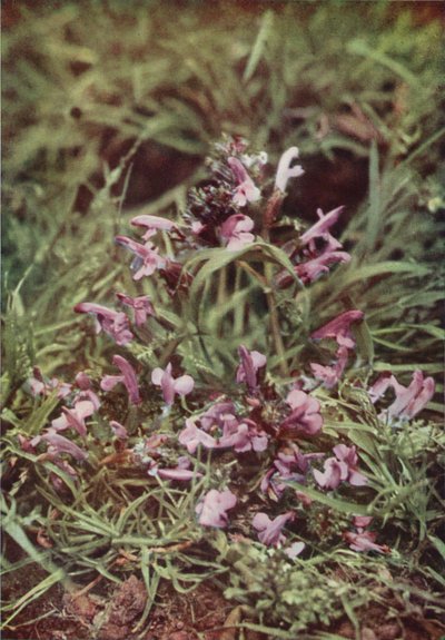 Vadvirágok: Red Rattle (színes fotó) alkotó: Charles Essenhigh Corke