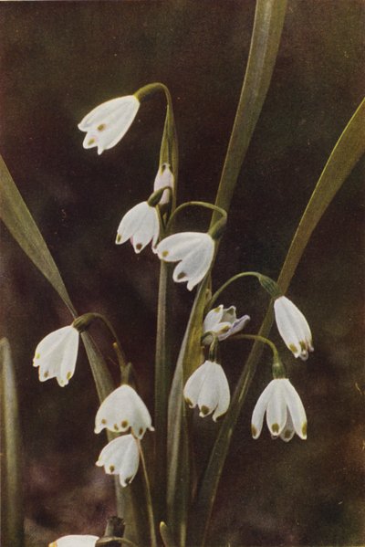 Vadvirágok: Hópehely (színes fotó) alkotó: Charles Essenhigh Corke