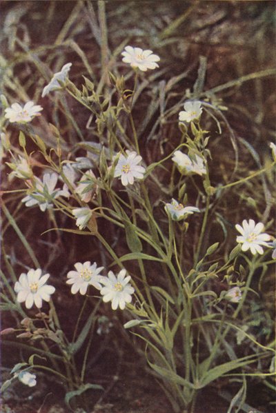 Vadvirágok: Stitchwort (színes fotó) alkotó: Charles Essenhigh Corke