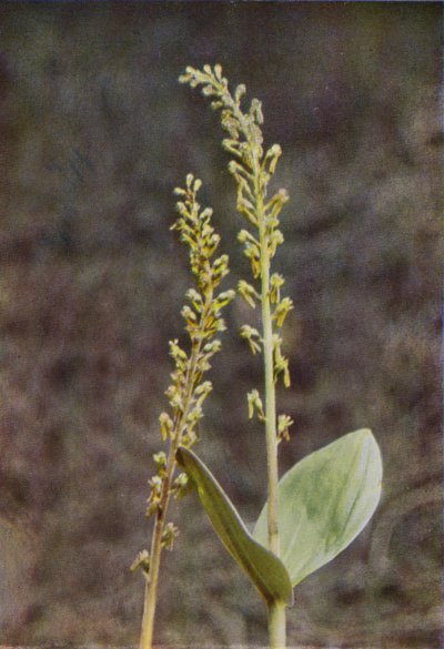 Vadvirágok: Twayblade (színes fotó) alkotó: Charles Essenhigh Corke