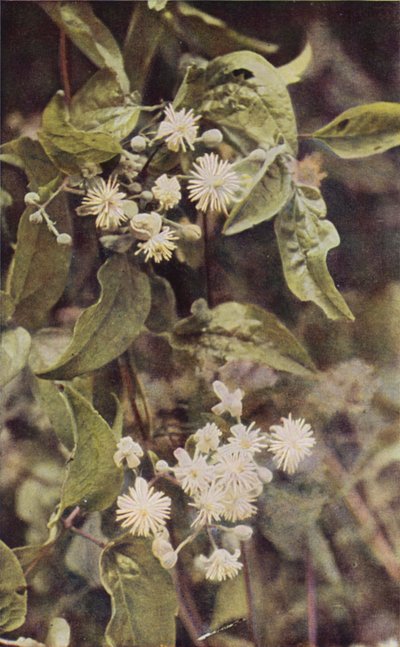 Vadvirágok: Wild Clematis (színes fotó) alkotó: Charles Essenhigh Corke