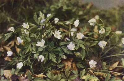 Vadvirágok: Wood Anemone (színes fotó) alkotó: Charles Essenhigh Corke