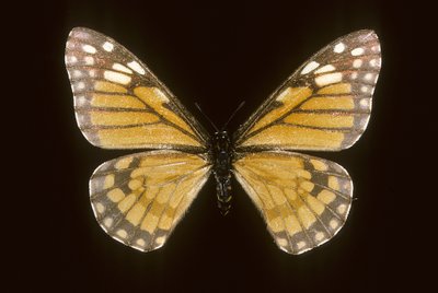 Baronia brevicornis alkotó: Augustus Kollner