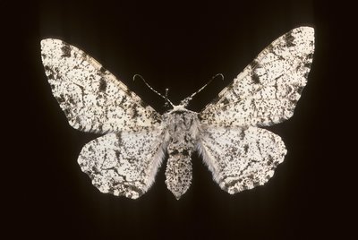 Betularia biston/Birch Phalene alkotó: Augustus Kollner