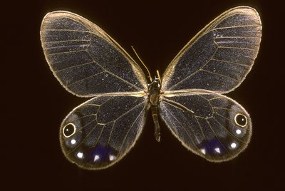 Cithaerias esmeralda/Esmeralda alkotó: Augustus Kollner