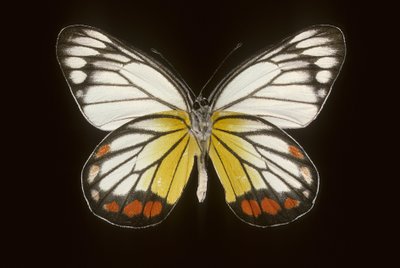 Delias hyparete/Férfi alkotó: Augustus Kollner